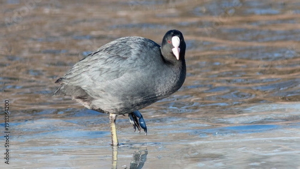 Fototapeta great crested grebe