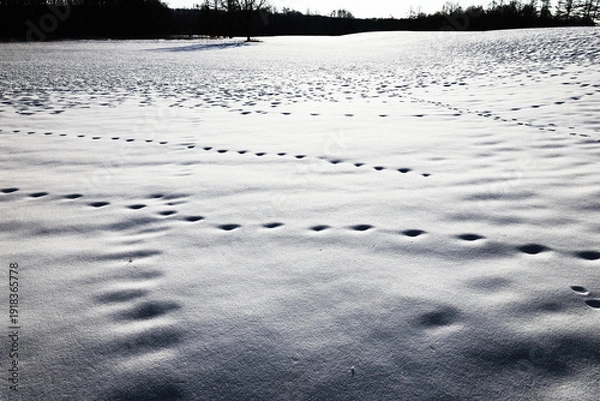 Obraz 雪原についた足跡