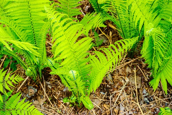 Obraz ワラビの葉