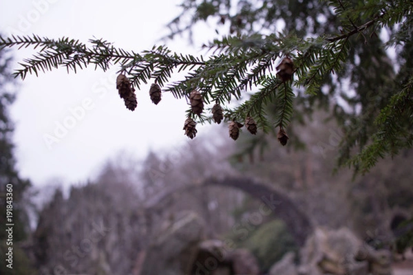 Obraz pinecones