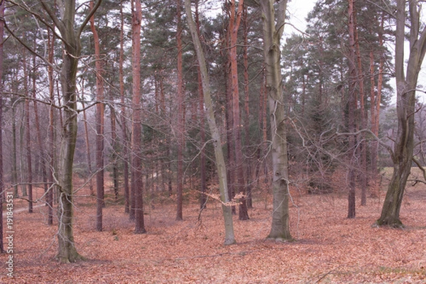 Obraz trees