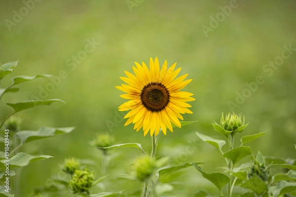 Obraz ひまわり畑で咲く一輪のヒマワリ