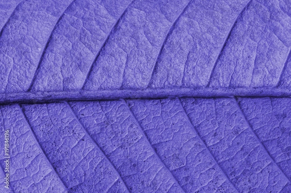 Fototapeta Texture of leaf background