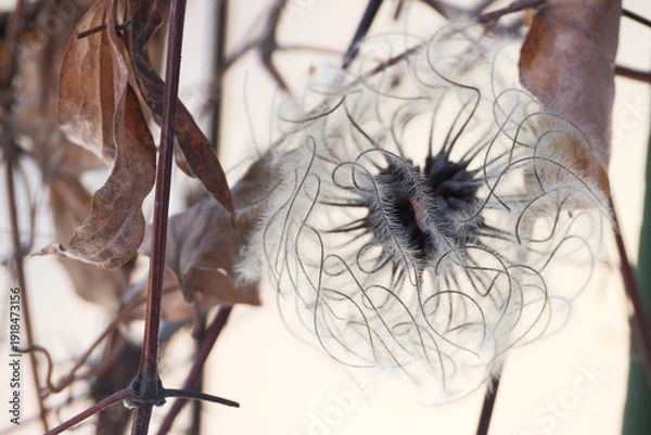 Obraz おもしろい形をしたカザグルマの種子