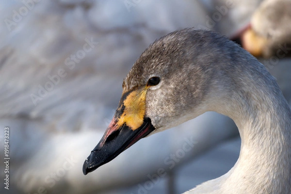 Obraz 若いコハクチョウ