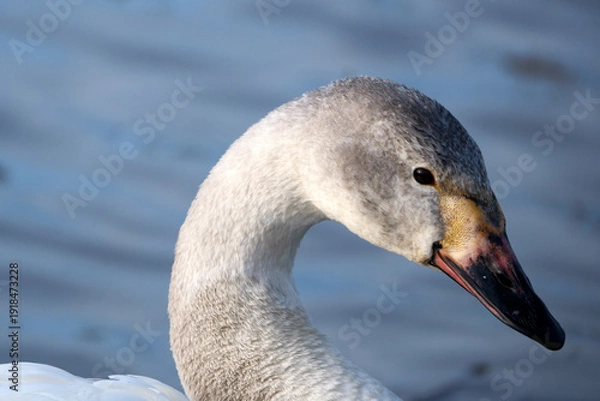 Obraz 若いコハクチョウ