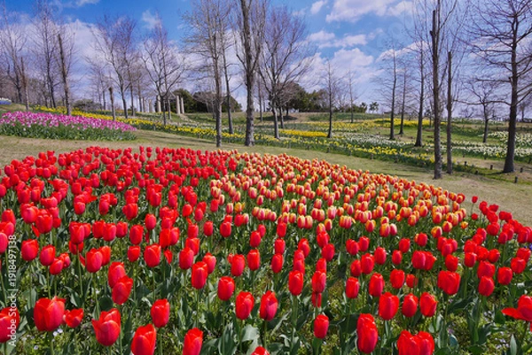 Fototapeta カラフルなチューリップが満開の国営明石海峡公園