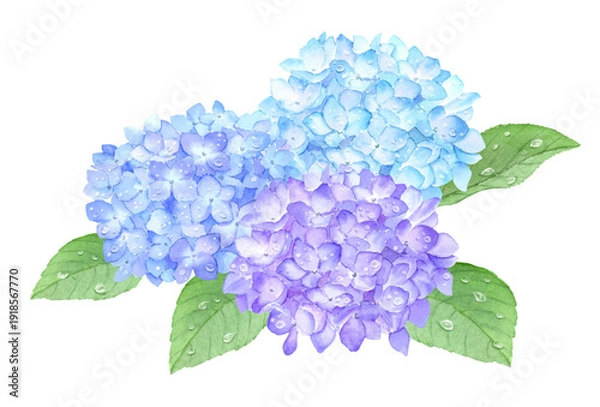 Obraz 水彩で描いた雨粒がある紫陽花　アナログ手描き