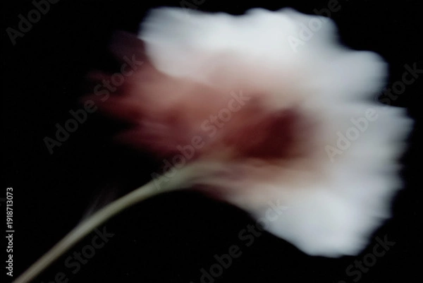 Obraz 花, 背景素材, 抽象, ニュアンス, シック, テクスチャ, 植物, ボタニカル, 背景, 幻想的, エレガント, コピースペース, アンティーク, 綺麗, 柔らかい, 光, シャドウ, 質感, くすみカラー, モダン, デザイン素材, ラグジュアリー, 芸術的, 壁紙, インテリア, ブランディング, 広告素材, ミニマリズム, 洗練, 繊細, 儚い, 癒し, ウェディング, ライフスタイル,