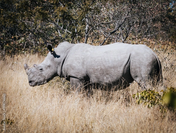 Obraz White Rhino