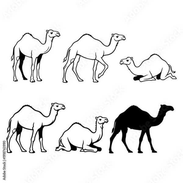 Obraz camels silhouettes vector