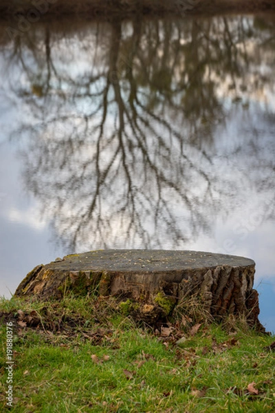 Obraz Baumstumpf am See