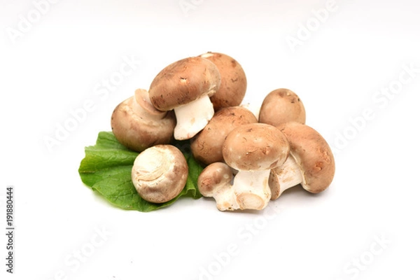 Fototapeta Brown Mushrooms on a White Background