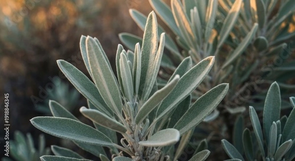 Obraz Silver leafy plant, sunlight on edges