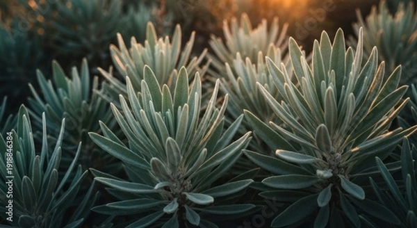 Obraz Silver-leafed, spiky plants in warm sunlight