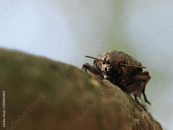 Obraz 茶色のタマムシ