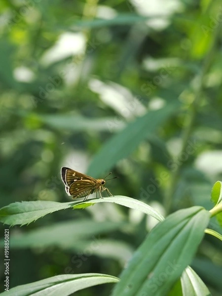 Obraz 葉に止まるセセリチョウ