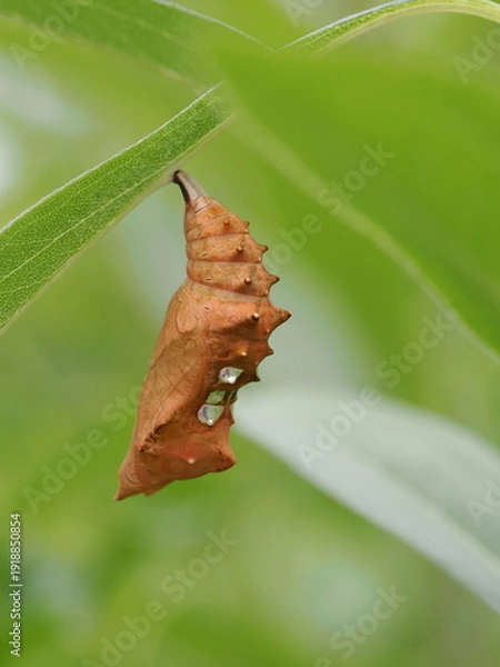 Obraz 蝶のサナギ