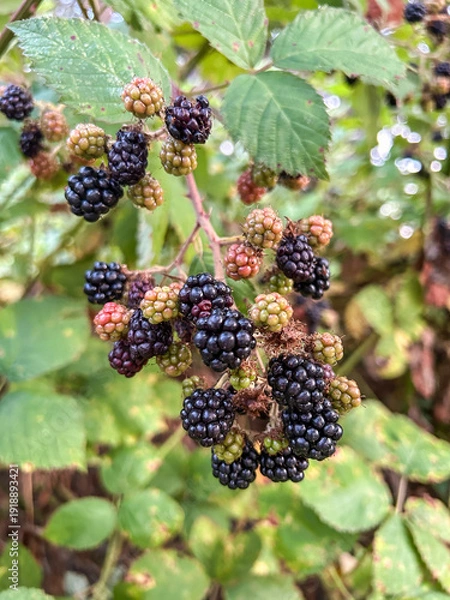 Obraz Blackberries on the Vine