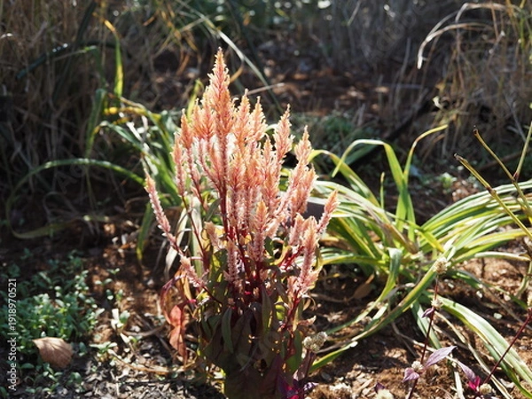 Obraz 秋咲きセロシア