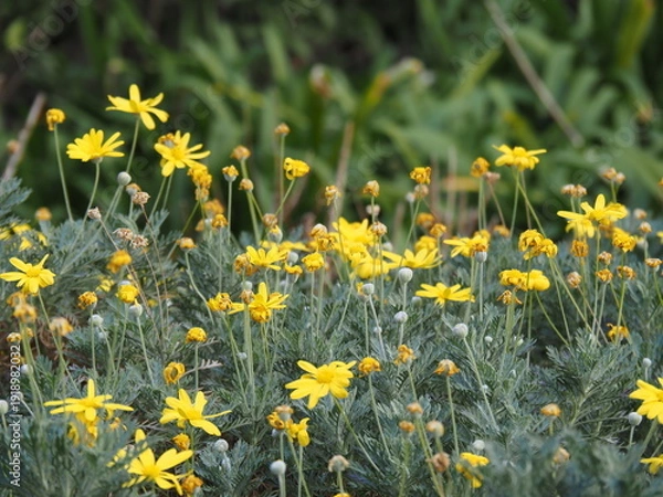 Obraz ユリオプスデージー