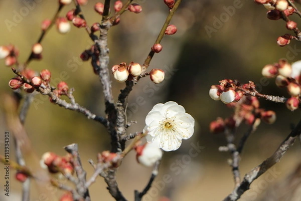 Obraz 梅の花とつぼみ、梅、春の訪れ、開花