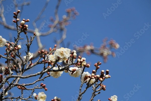 Obraz 梅の花とつぼみ、梅、春の訪れ、開花