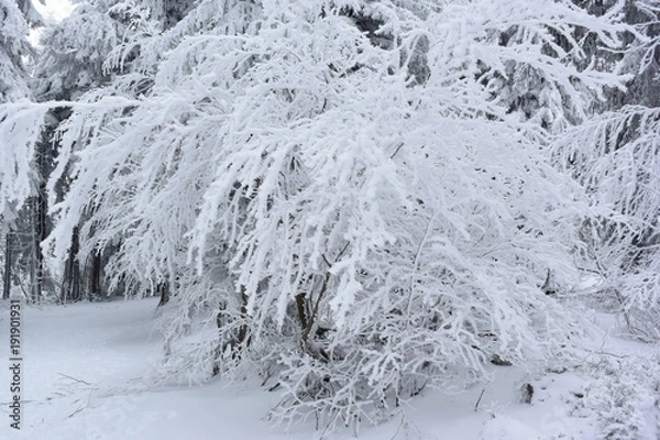 Obraz nature enneiger 