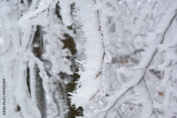 Obraz nature enneiger 