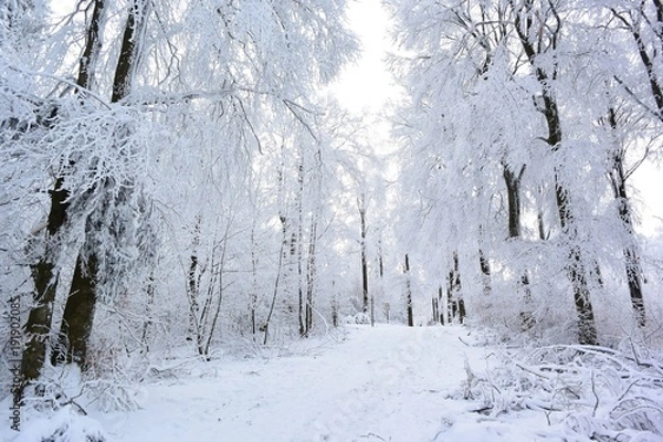 Obraz nature enneiger 