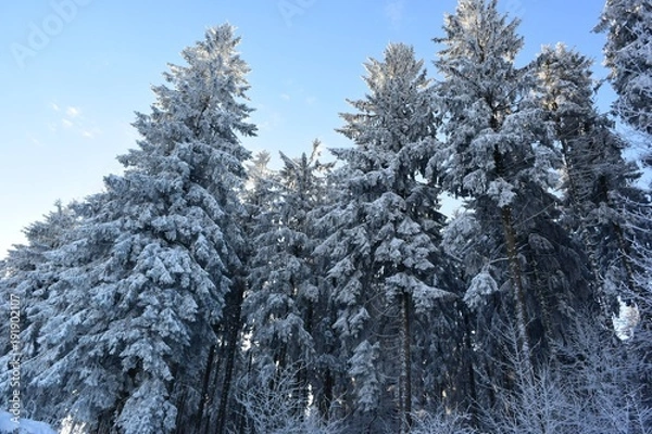 Obraz nature enneiger 