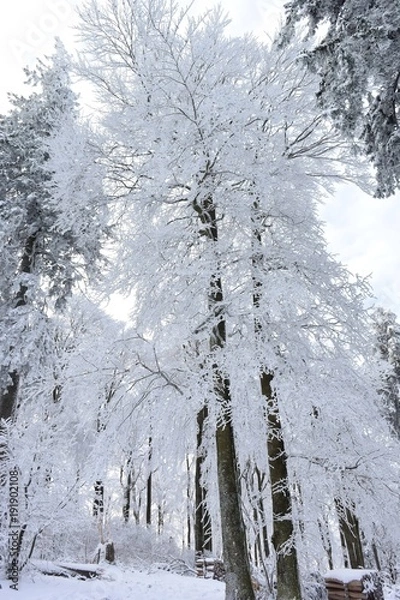 Obraz nature enneiger 