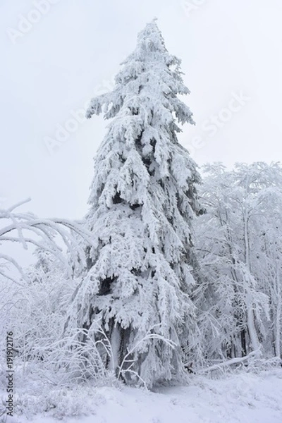 Obraz nature enneiger 