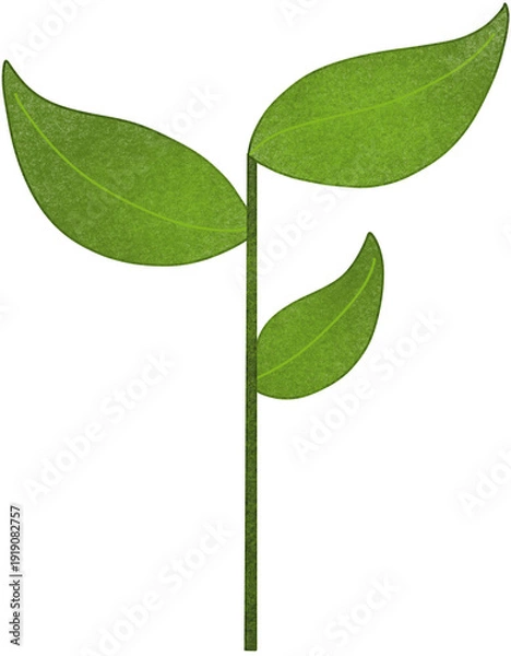 Obraz seedling plant