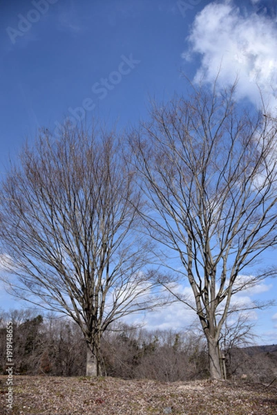 Obraz 冬の北風が吹く中、寒さに耐える落葉樹