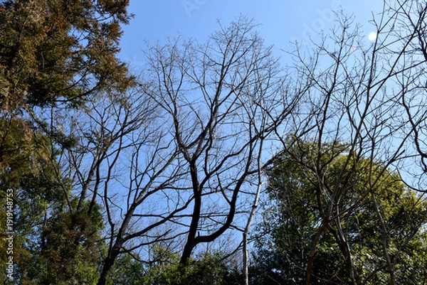 Obraz 冬の北風が吹く中、寒さに耐える落葉樹