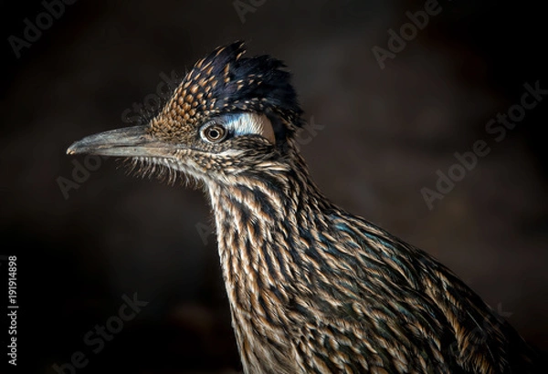 Obraz Roadrunner with Dark Background