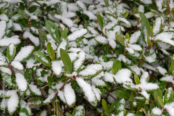 Obraz 樹木の葉に降り積もる雪