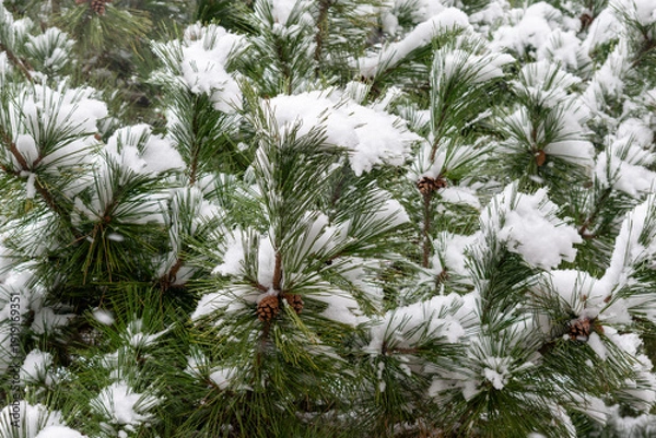Obraz 松の葉に降り積もる雪