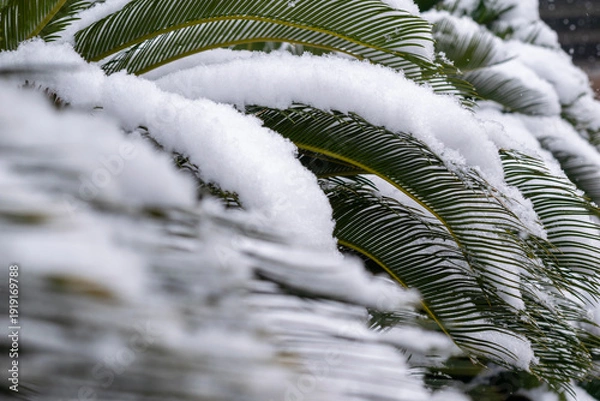 Obraz ソテツの葉に降り積もる雪