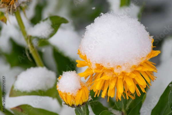 Obraz 綺麗に咲いた花に降り積もる雪