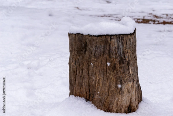 Obraz 樹木の切り株に降り積もる雪