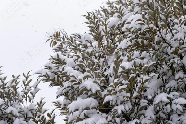 Obraz 灰色の空と樹木の葉に降り積もる雪
