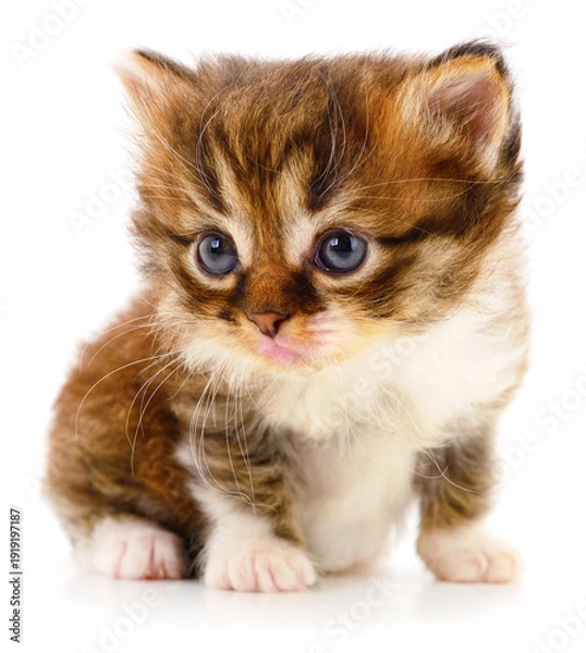 Obraz Small fluffy kitten isolated on white background front view