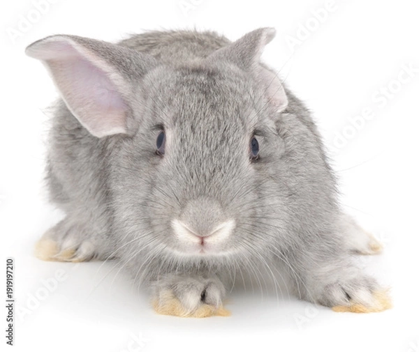 Obraz Small grey rabbit sitting isolated on white background front view