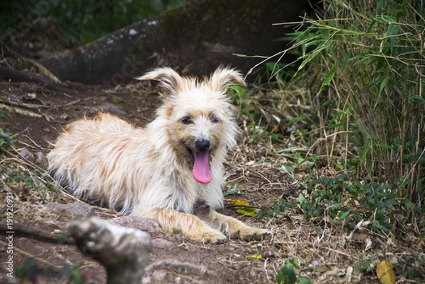 Fototapeta A scruffy dog rests on the ground with its tongue out.