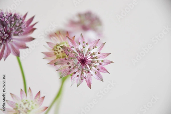 Fototapeta アストランチア