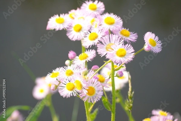 Obraz 植物　小花　花　野草　自然　風景