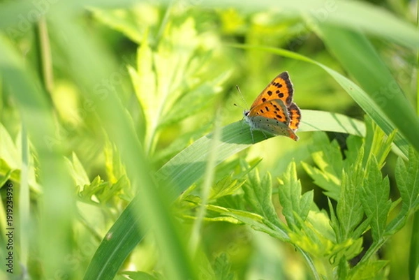 Obraz 自然　植物　虫　蝶