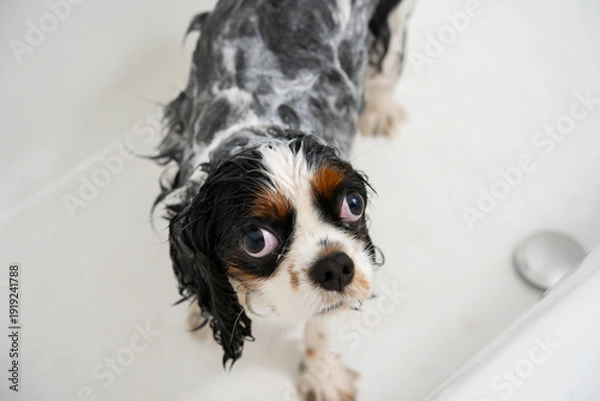 Obraz シャンプーをするキャバリア・キング・チャールズ・スパニエル